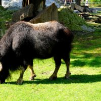 Овцебык. :: Alex 711402