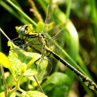Дедка Шнейдера (самец) :: Константин Штарк