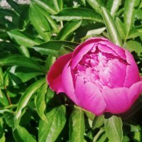 Пион.Красота цветения. :: Андрей Хлопонин Пион.Красота цветения. :: Андрей Хлопонин