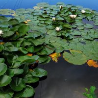 Из недопоказанного вчера :: Андрей Лукьянов