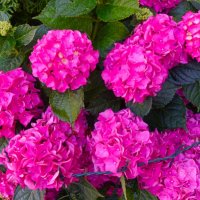 Гортензия Красная Ред Хот :: Aida10 