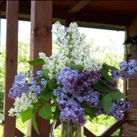 Букет сирени :: Вера (makivera)