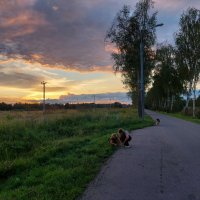 нашли слизня на обочине :: Артём 