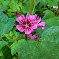 * :: Dmitry i Mary S * :: Dmitry i Mary S