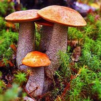 Август...Грибной квартет! :: Владимир 