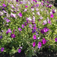 Клумба,цветы. :: сергей ермошкин