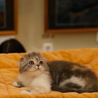 Выставка кошек :: Андрей 