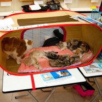 Выставка кошек :: Андрей 