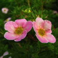 Розовая лапчатка :: Людмила Смородинская