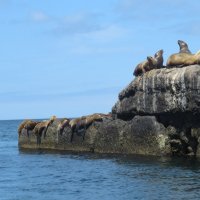 Сивучи на Сахалине. :: ИРЭН@ .