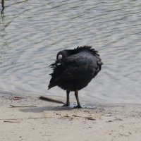 почистить пёрышки :: Елена Шаламова