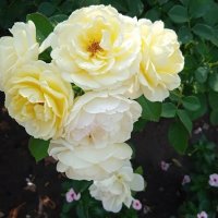 розы :: Елена Шаламова