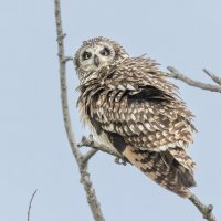 сова болотная. :: юрий макаров сова болотная. :: юрий макаров