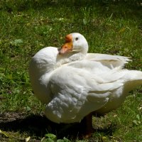 Москва. Сад будущего. :: Наташа *****