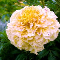 Бархатец. :: VasiLina *