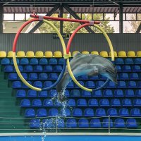 Дельфинарий в поселке Небуг, Краснодарский край :: Игорь Сикорский Дельфинарий в поселке Небуг, Краснодарский край :: Игорь Сикорский