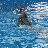 Крутит три обруча :: Игорь Сикорский Крутит три обруча :: Игорь Сикорский