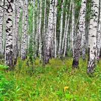 Хороводятся берёзки :: Галина Шеина-Мюльдорфер