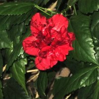 Гибискус :: Дмитрий Никитин