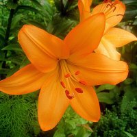 Ли.. :: Елена Семигина