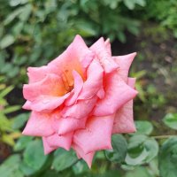 ,,, :: Сергей Тимоновский