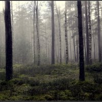 Дождливо :: Aleksandr Gal