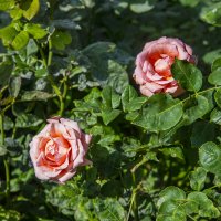 Розы :: Анатолий Чикчирный