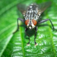 A fly on a leaf | 3 :: Sergey Sonvar A fly on a leaf | 3 :: Sergey Sonvar
