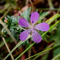Герань лесная :: Светлана SvetNika17