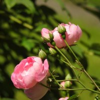 розы :: ИННА ПОРОХОВА