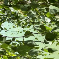 Оттенки зеленого :: Натали 