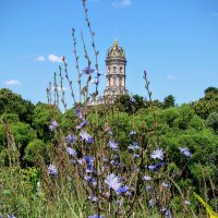 Цикорий на фоне Знаменской церкви,,, :: Анатолий Колосов