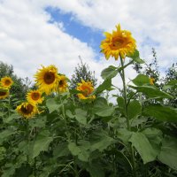 К солнышку :: Galaelina *** К солнышку :: Galaelina ***