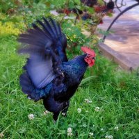 А мне летааать охота! :: Mikhail Irtyshskiy