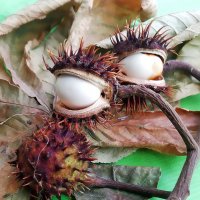 Засохшая ветка каштана с плодами. :: Ольга Довженко