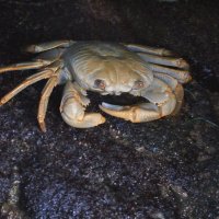 Пучеглазенький :: Марина Виноградова