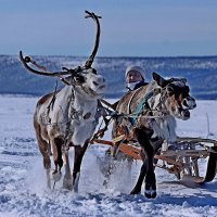 Победа близка :: Александр Велигура