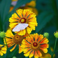 краски августа... :: Andrey Bragin 