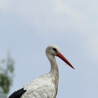 Портрет :: Александр Кондаков