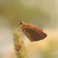 *** :: Елена Kазак (selena1965)