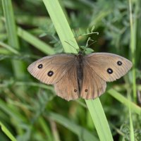 Бархатница :: Ольга 