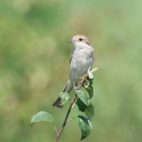 Сорокопут :: Александр 