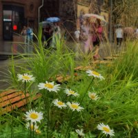 Кажется дождь заканчивается. :: Татьяна Помогалова Кажется дождь заканчивается. :: Татьяна Помогалова