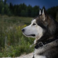 Ярик. :: leff Postnov