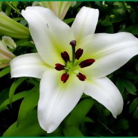 Принцесса солнечного лета. :: Ольга Довженко