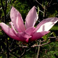 Цветок :: Роман Савоцкий