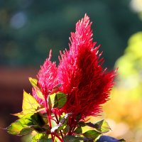 Целозия :: Андрей Л. В.