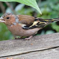 Зяблик :: Лина Зяблик :: Лина