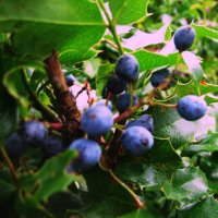 Плоды магонии :: Людмила Смородинская