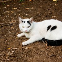 Ничья :: Галина Муха